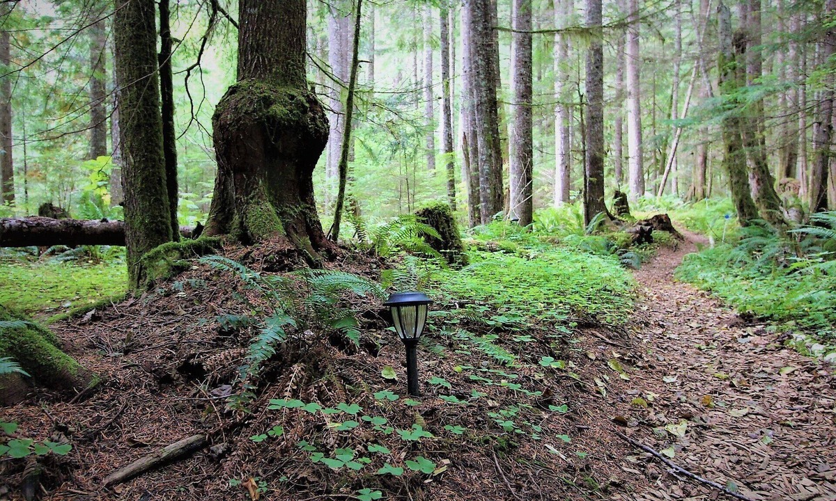Ashford Cabin | Glamping Paradise Yurt with SHARED bath, 1 Mile from Mt Rainier Entrance