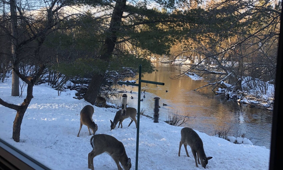 Grayling Cabin | Norman Rockwell cabin nestled on the North Branch of the Au Sable River.