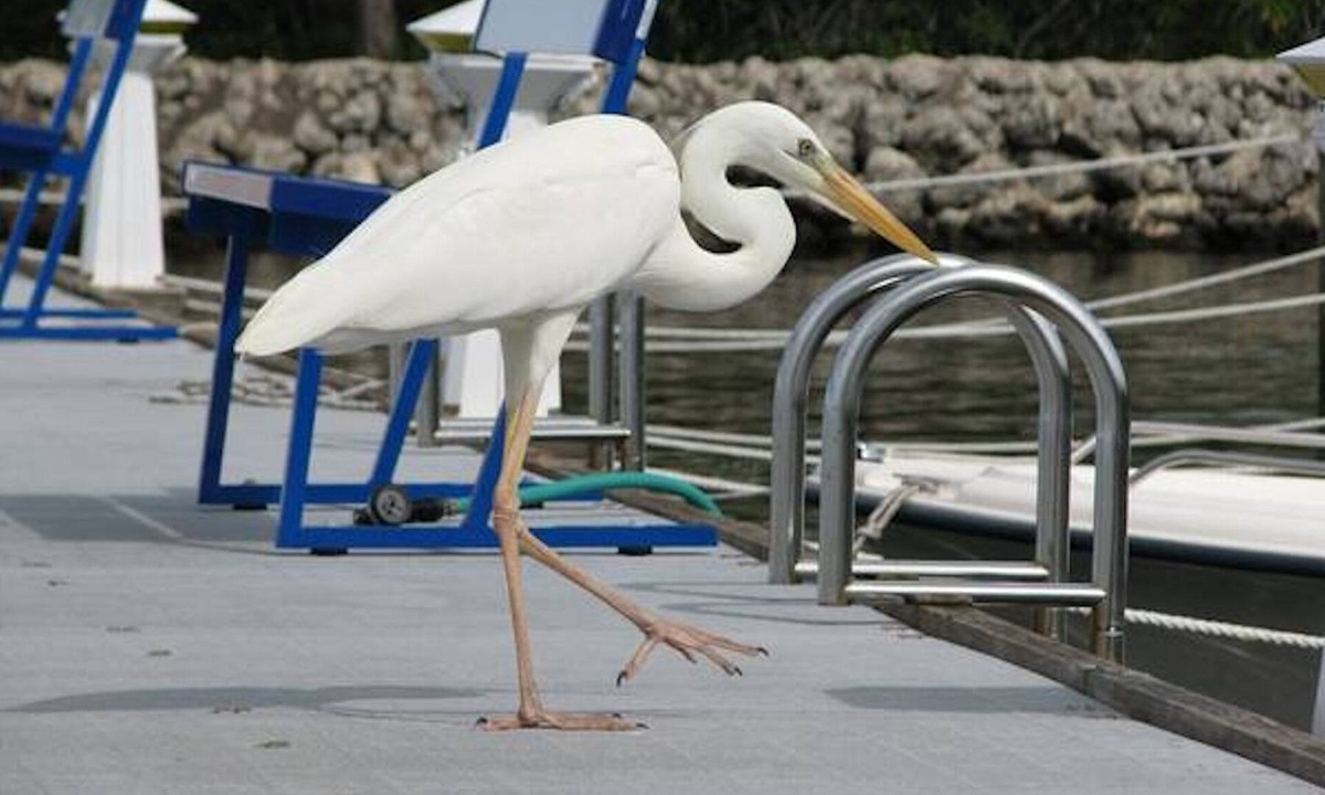 Key Largo Condo | Paradise in the Florida Keys at our Moon Bay Condo