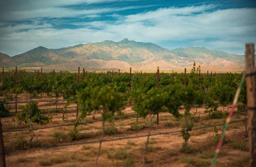 Willcox Other | Barbie Dome