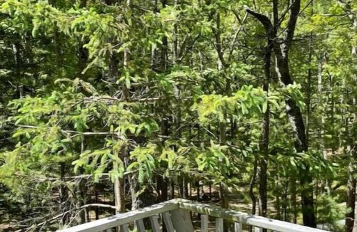 Pentwater Cottage | Cottage in the woods-Lake MI access