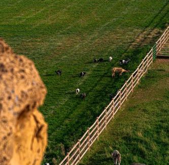 Torrey Hotel | Cougar Ridge Resort