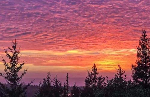 Port Orford House | Dog-friendly cabin tucked Into the trees with WiFi washer&dryer & ocean views