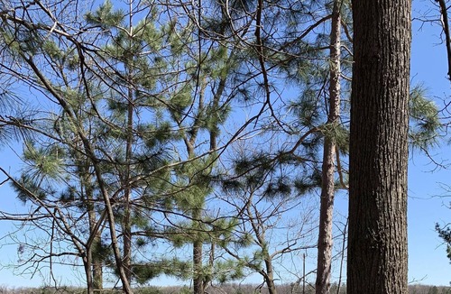 Pine City Cabin | Newly Updated Cabin On Cross Lake