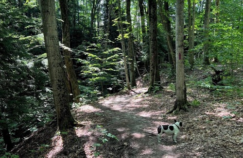 Thompsonville Cabin | Tranquil Cabin near Crystal Mtn on 15 acres with 800+ ft Betsie River Frontage
