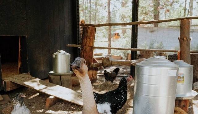 Acre Cabin: Trailers Welcome, Home to Chickens!