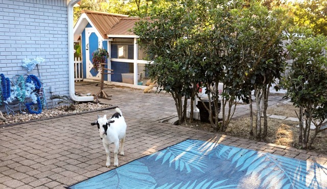 Cute Tiny Home with Animals near the Gulf Coast in Navarre, Florida in Navarre