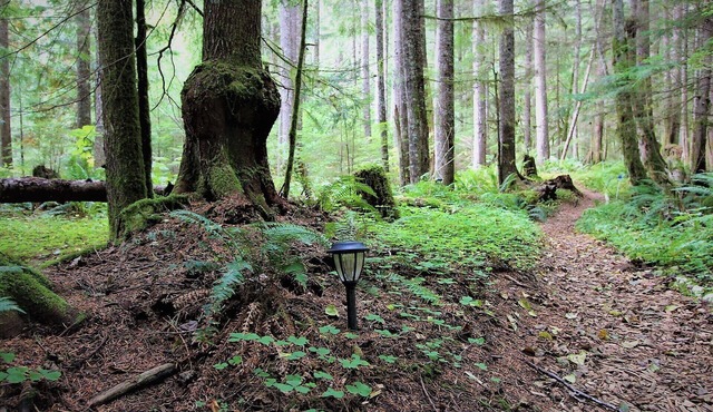 Glamping Paradise Yurt with SHARED bath, 1 Mile from Mt Rainier Entrance