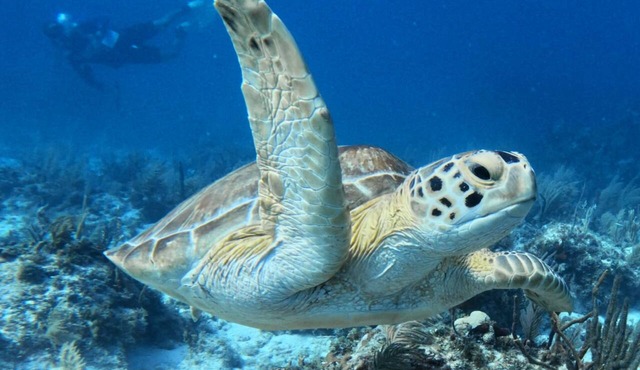 Key Largo Moon Bay Condo Escape – Sunsets, Sea Turtles & Optional 24’ Boat Slip