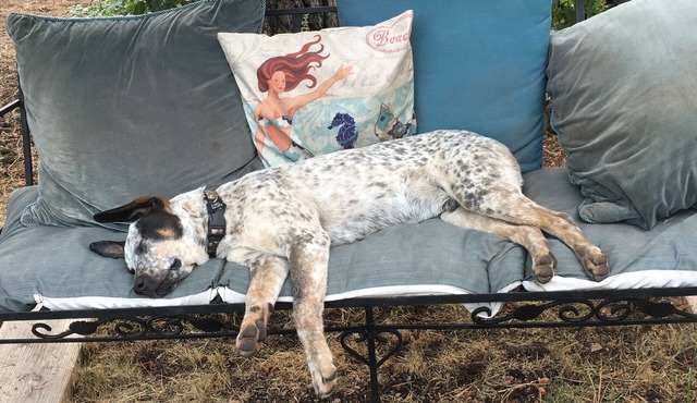 Mountain Breeze - Pet Friendly Read Our Reviews