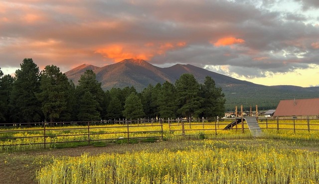 Mountain Getaway: 1-bedroom apartment in Flagstaff