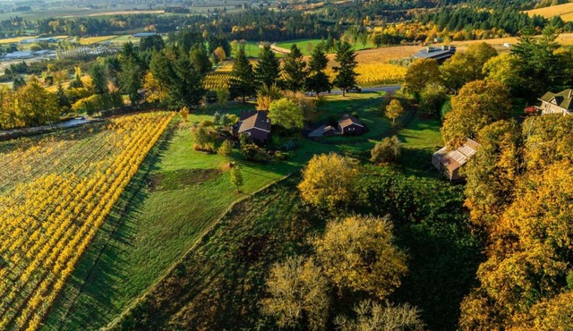Pinot Vista