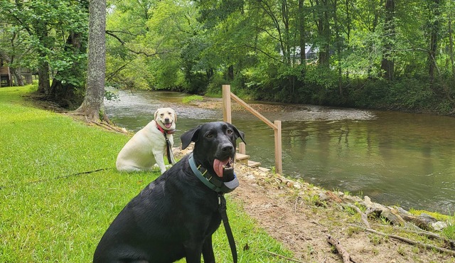 Toccoa Currents - Riverfront Dog Friendly Forest Cabin - Tails, Trails, & Trout
