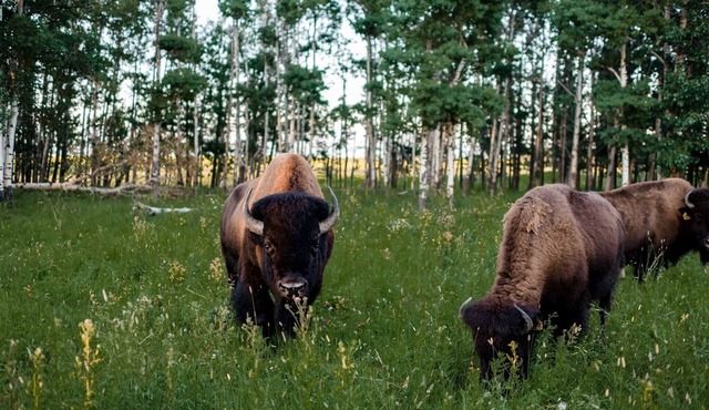 Unique western style cabin surrounded by nature in a bison pasture 🦬 in Crossfield