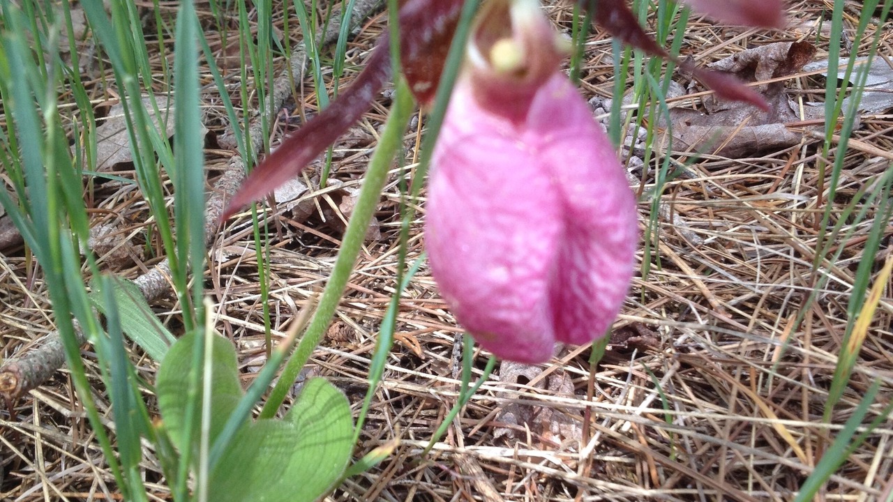 Photo of Outdoor in Thompsonville