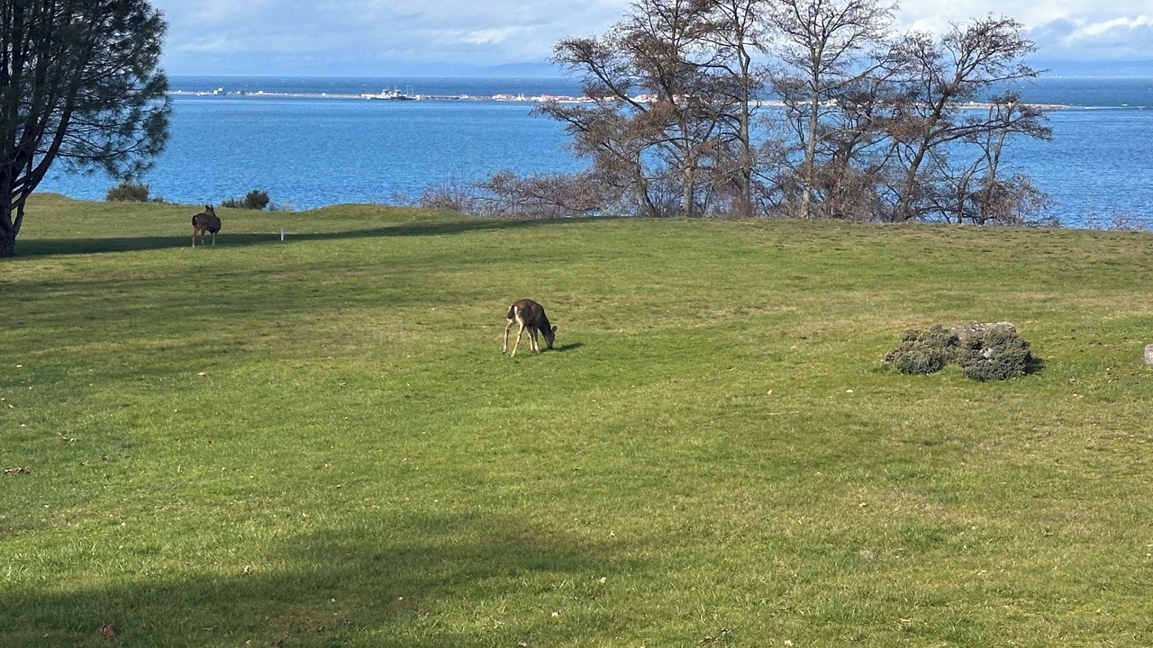 Photo of Others in Port Angeles East