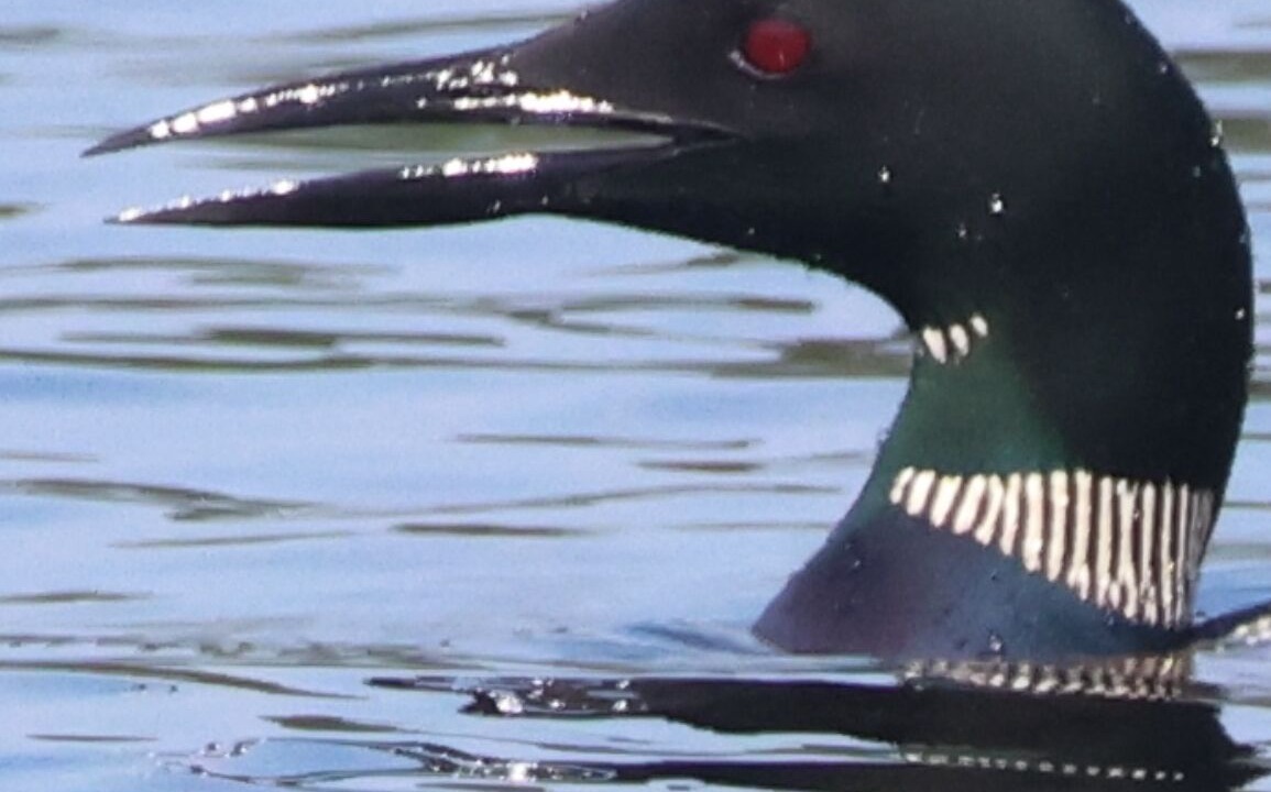 Photo of Others in Eagle River